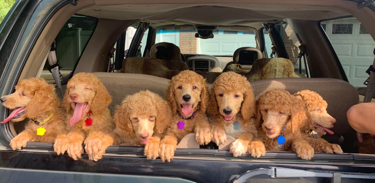 Anastasia Toy Poodles puppies 347-754-2345 breeder image 6