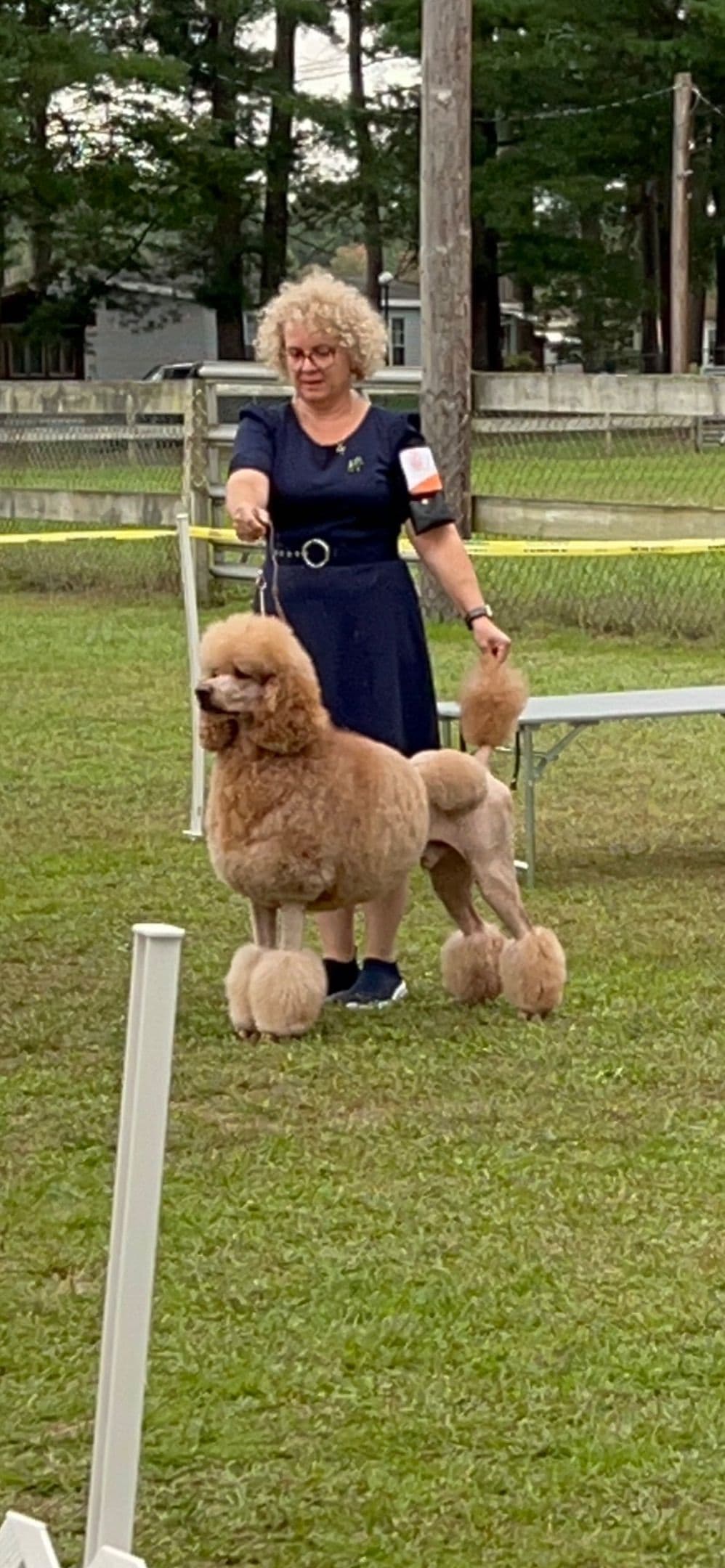 Anastasia Toy Poodles puppies 347-754-2345 breeder image 14