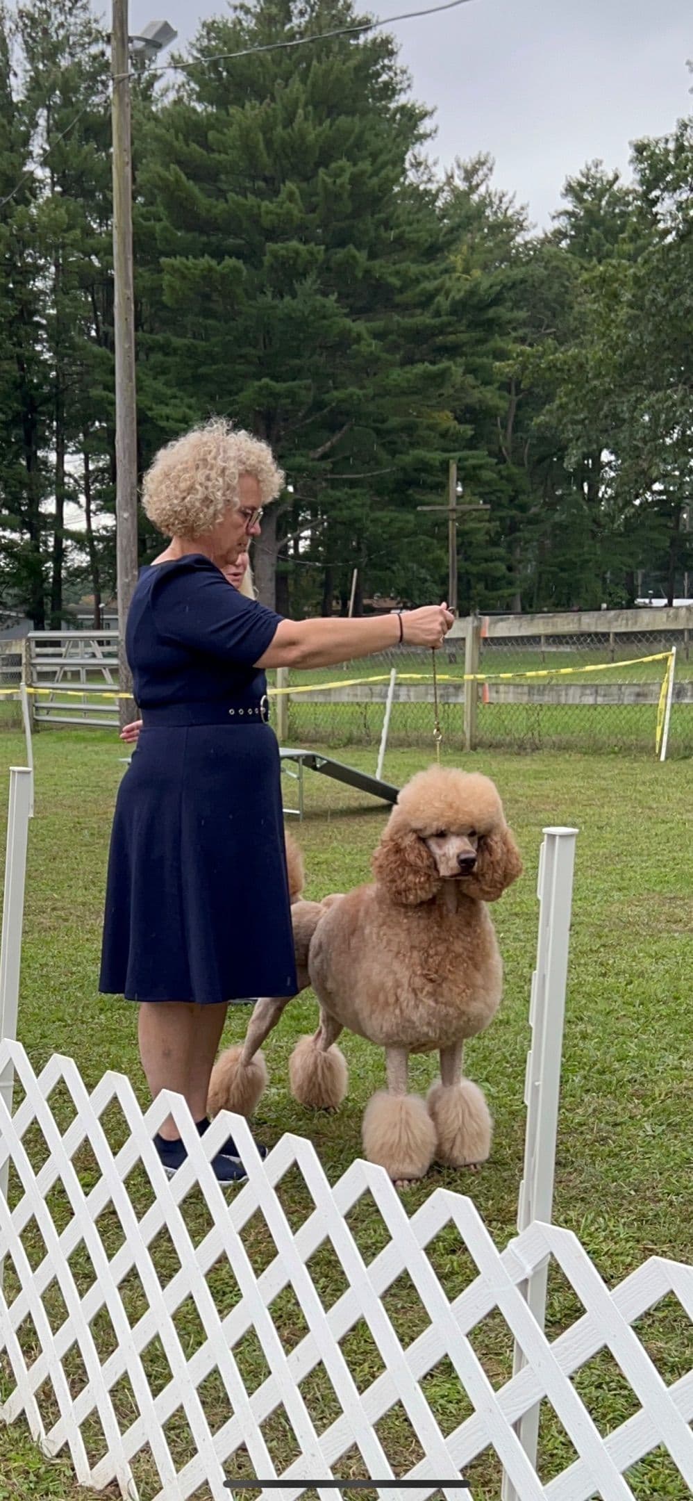 Anastasia Toy Poodles puppies 347-754-2345 breeder image 13