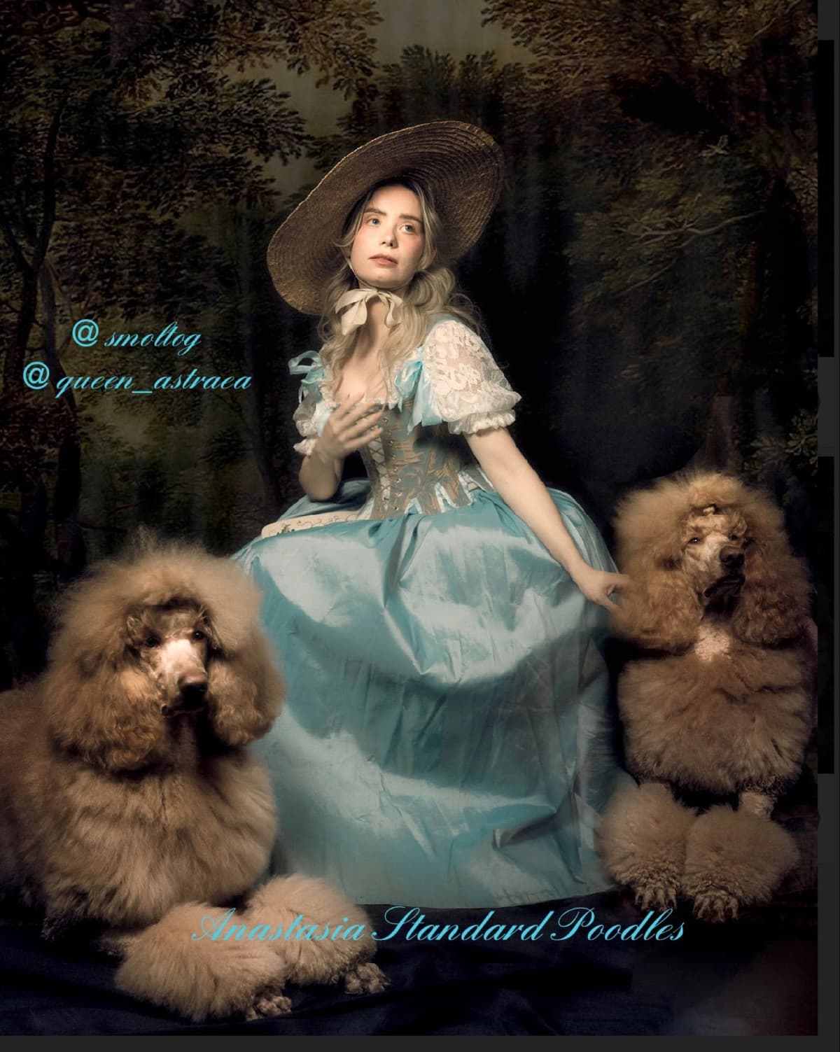 Anastasia Toy Poodles puppies 347-754-2345 breeder image 3