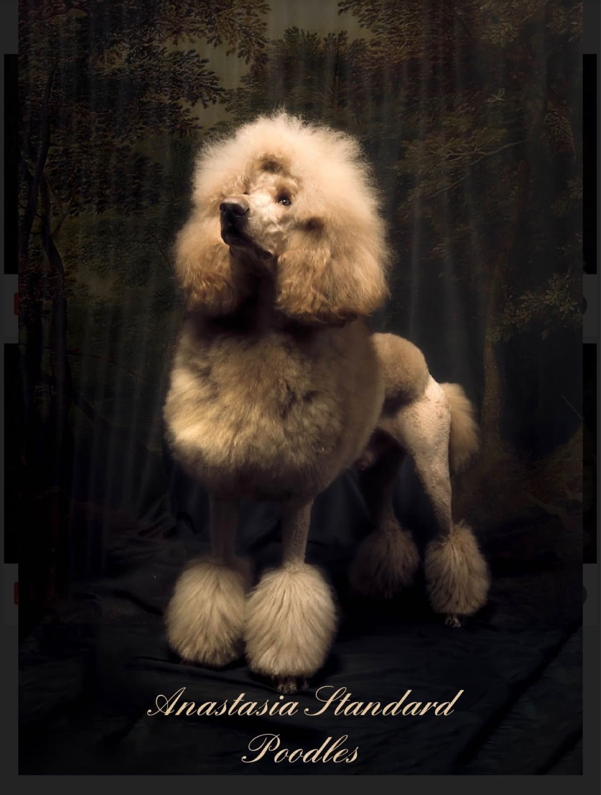 Anastasia Toy Poodles puppies 347-754-2345 breeder image 4