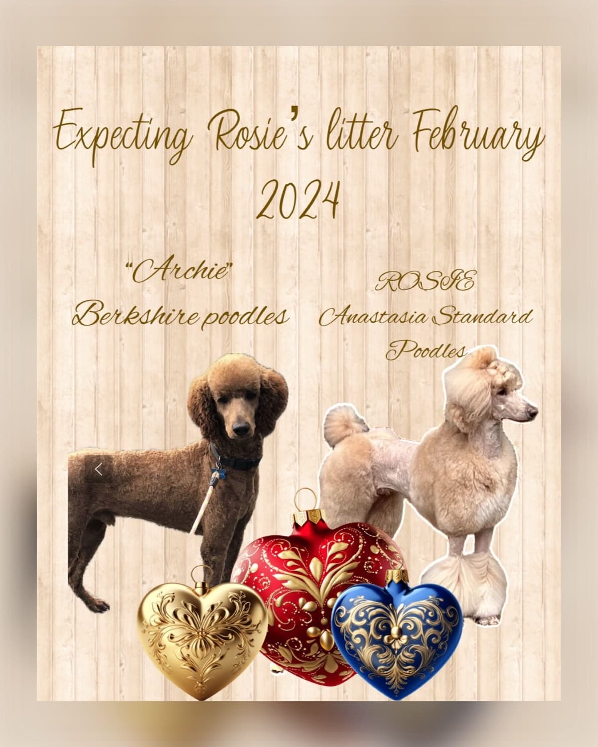 Anastasia Toy Poodles puppies 347-754-2345 breeder image 2