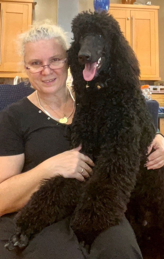 Anastasia Toy Poodles puppies 347-754-2345 breeder image 19