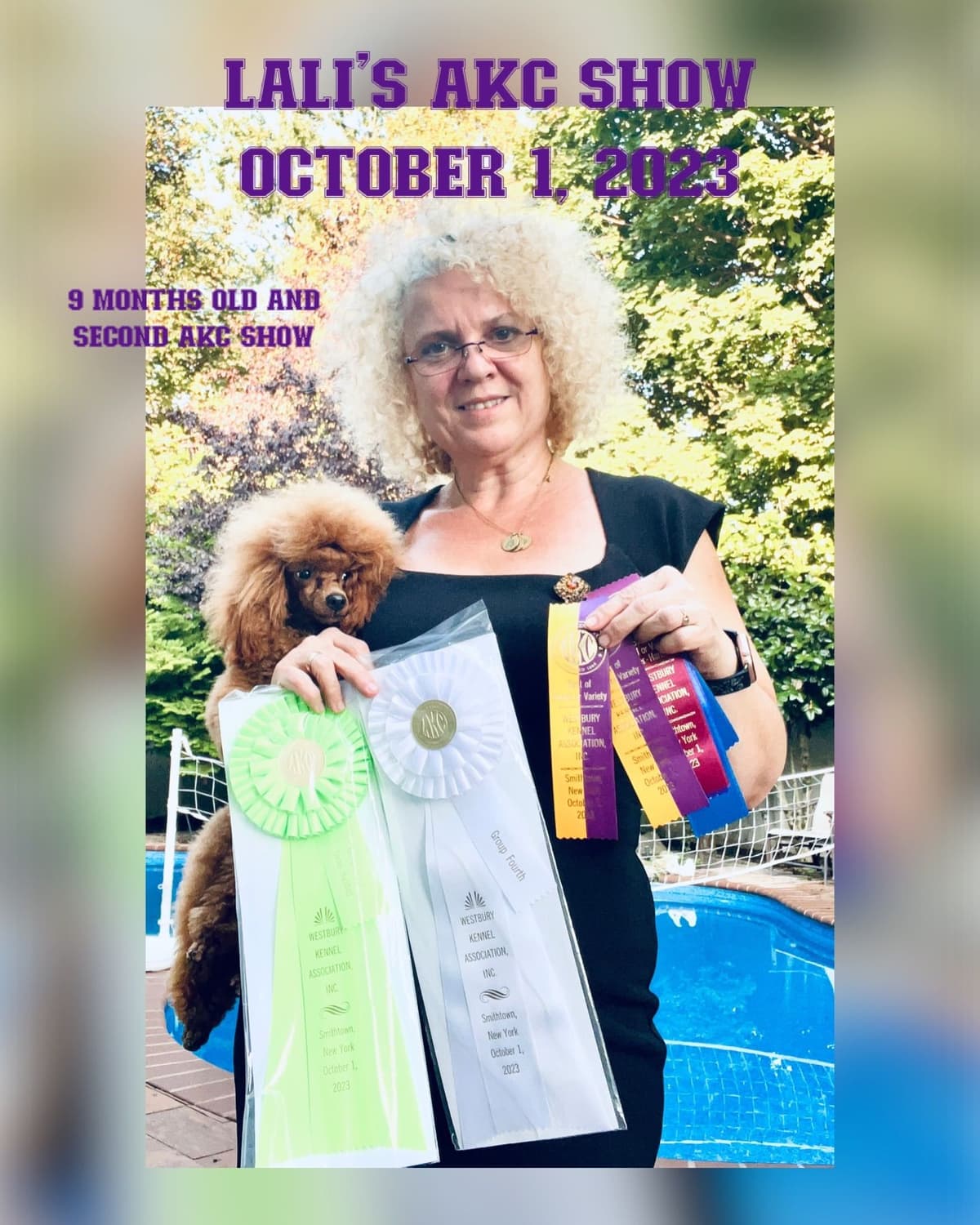 Anastasia Toy Poodles puppies 347-754-2345 breeder image 11