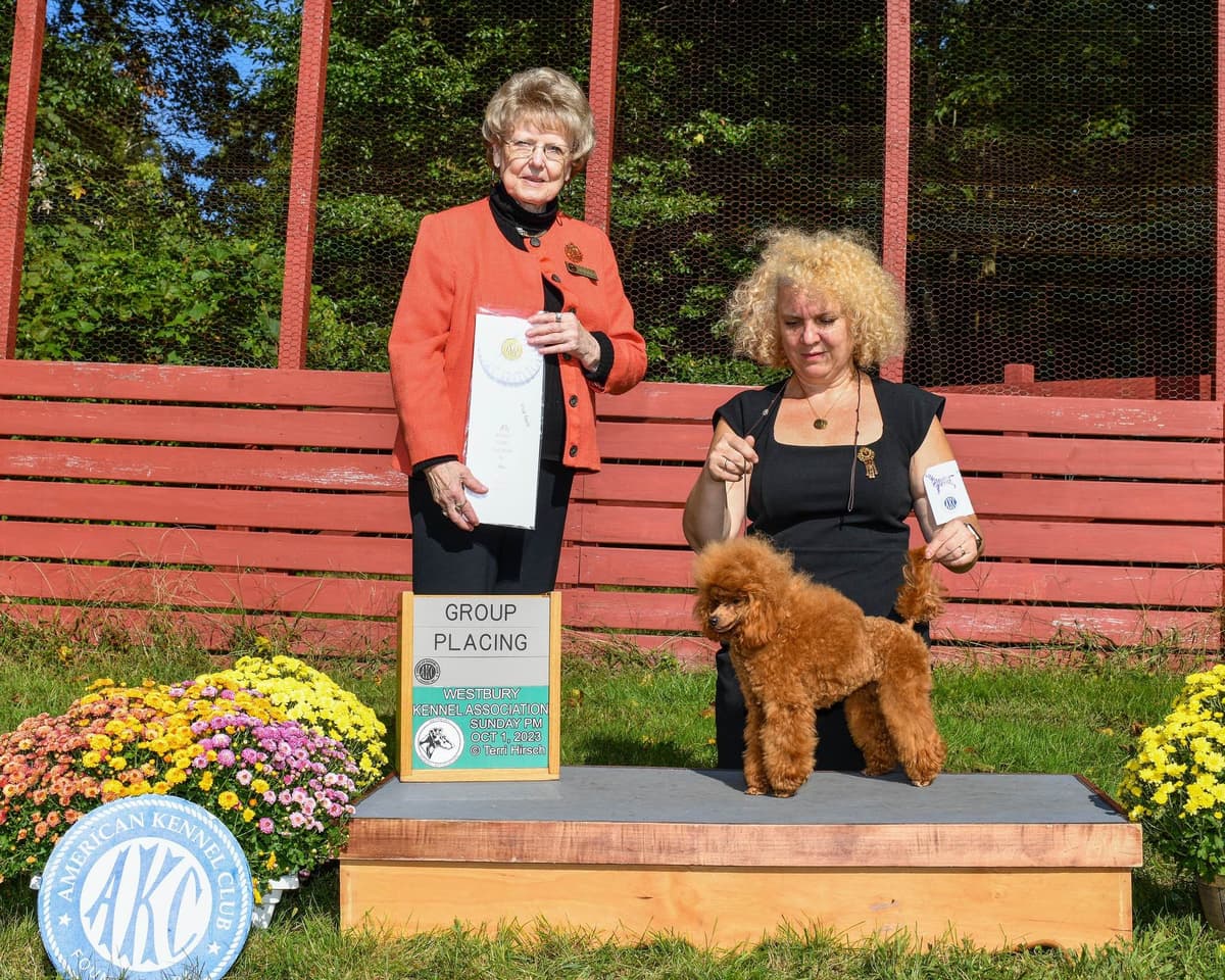 Anastasia Toy Poodles puppies 347-754-2345 breeder image 15