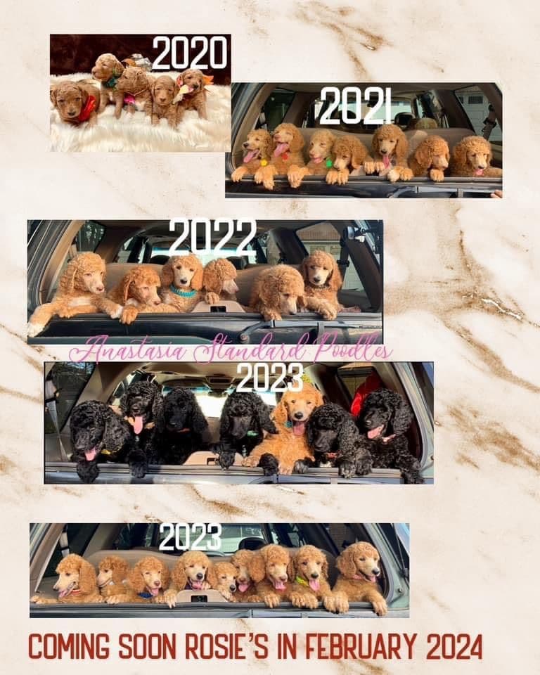 Anastasia Toy Poodles puppies 347-754-2345 breeder image 1