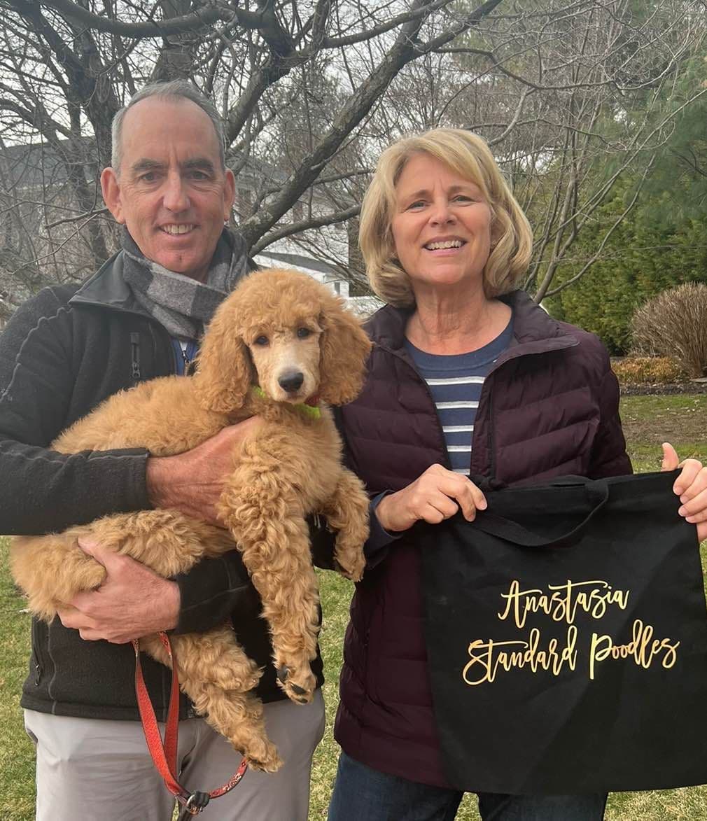 Anastasia Toy Poodles puppies 347-754-2345 breeder image 25