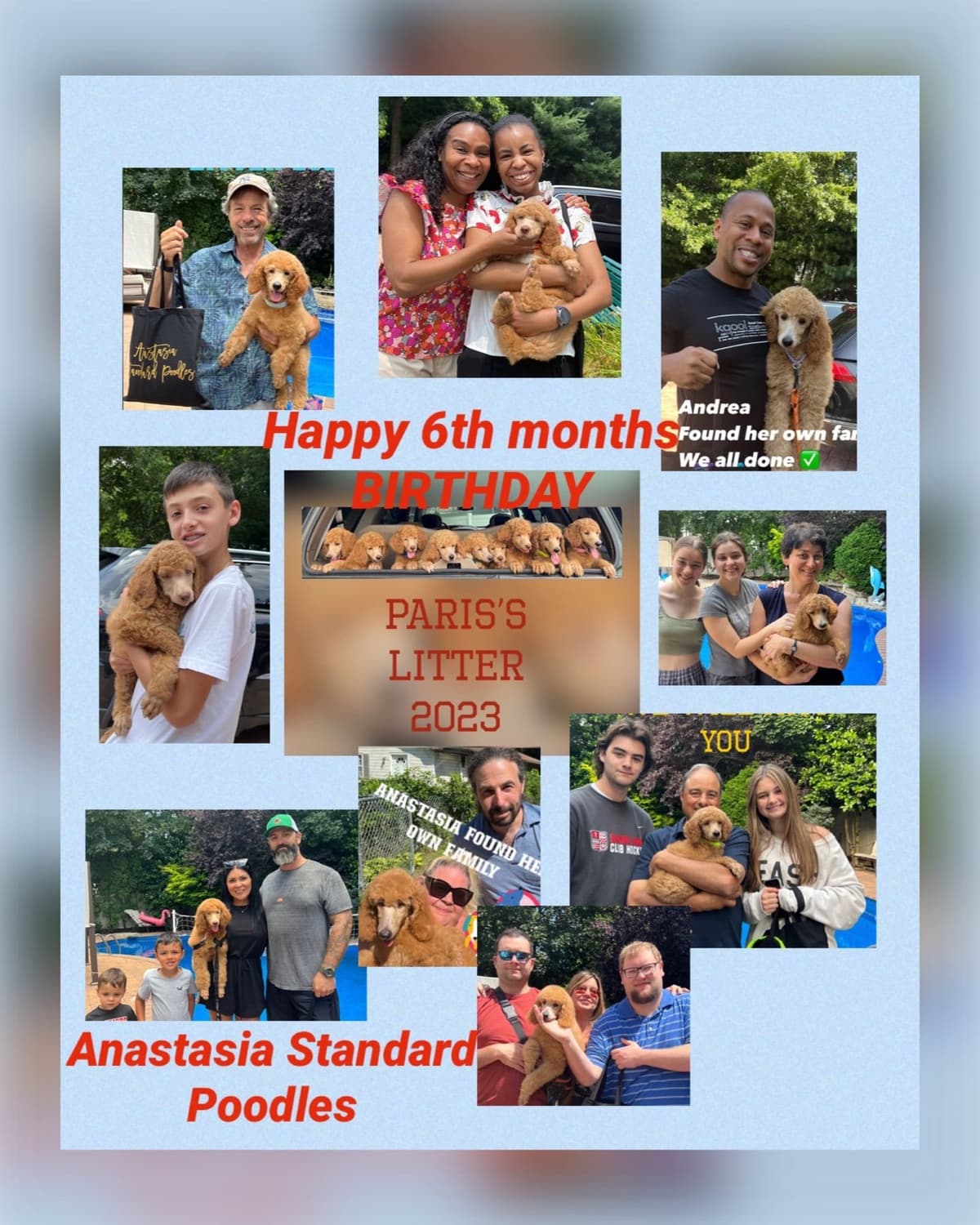 Anastasia Toy Poodles puppies 347-754-2345 breeder image 27