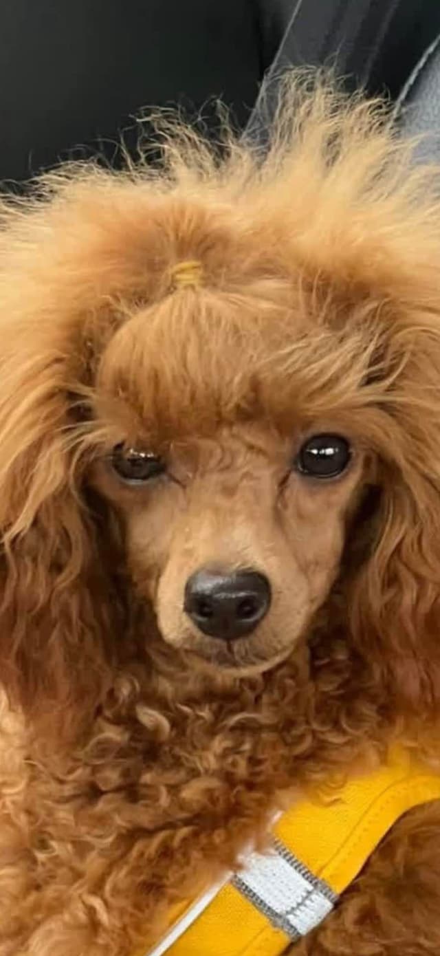 Anastasia Toy Poodles puppies 347-754-2345 media 12