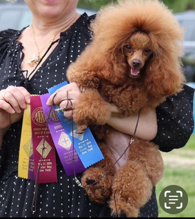 Anastasia Toy Poodles puppies 347-754-2345 media 13