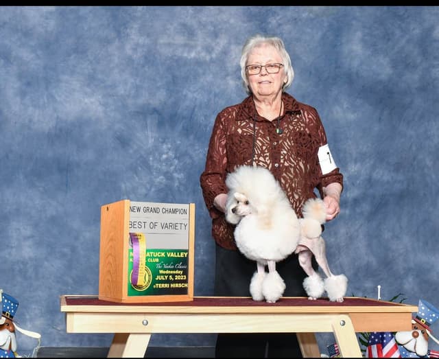 Anastasia Toy Poodles puppies 347-754-2345 media 15