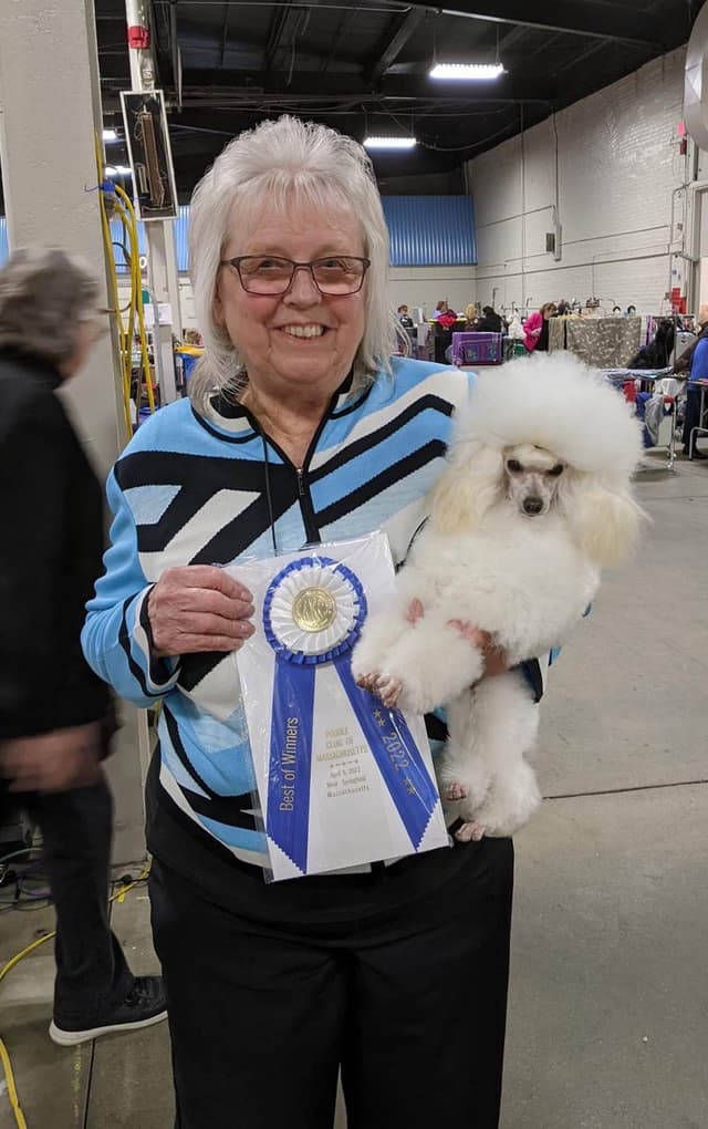 Anastasia Toy Poodles puppies 347-754-2345 media 16