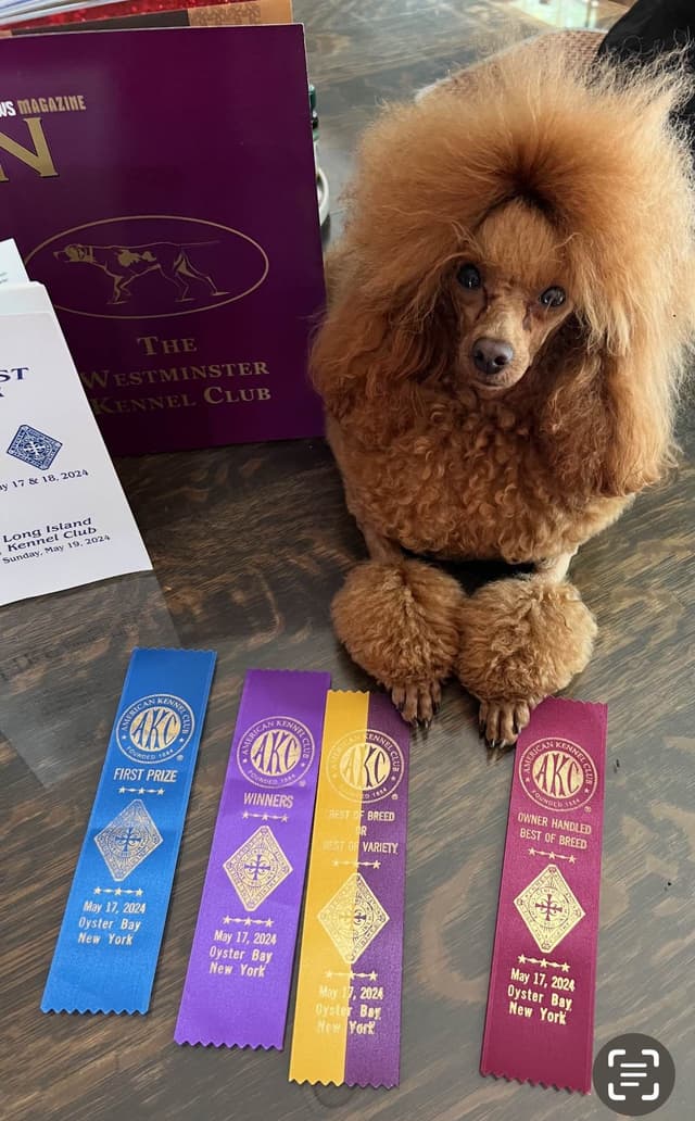 Anastasia Toy Poodles puppies 347-754-2345 media 14