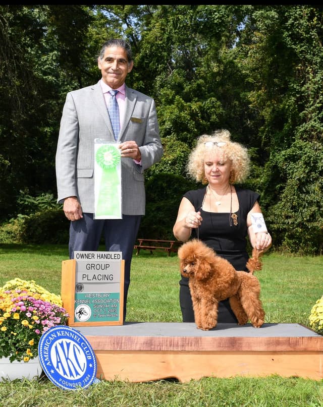 Anastasia Toy Poodles puppies 347-754-2345 media 17