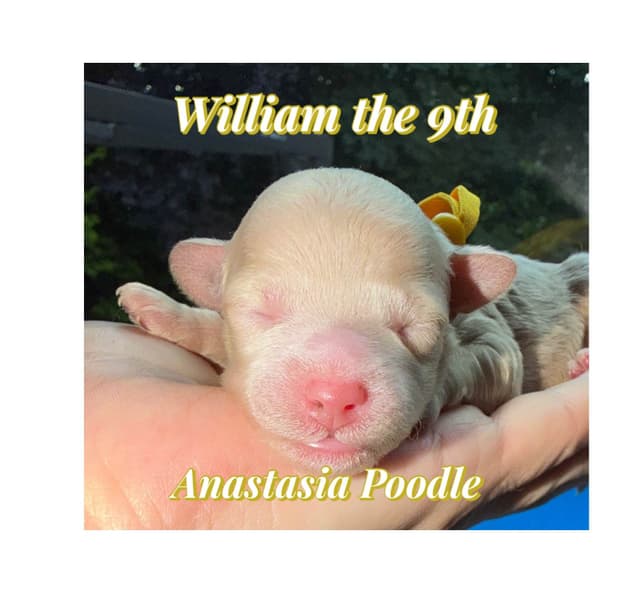 Anastasia Toy Poodles puppies 347-754-2345 media 6