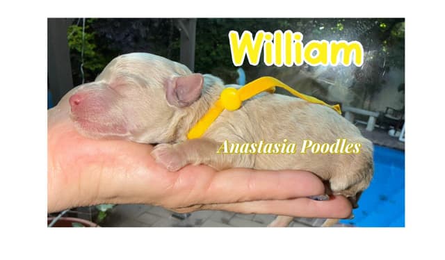 Anastasia Toy Poodles puppies 347-754-2345 media 7