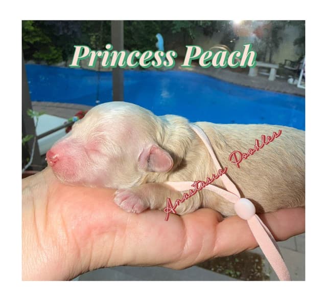 Anastasia Toy Poodles puppies 347-754-2345 media 8