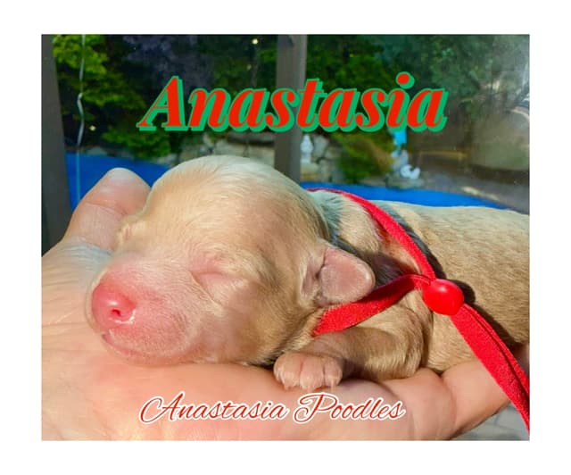 Anastasia Toy Poodles puppies 347-754-2345 media 10