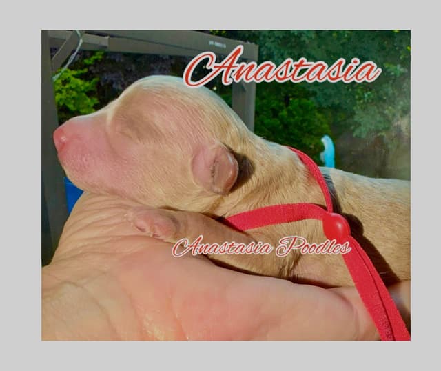 Anastasia Toy Poodles puppies 347-754-2345 media 11