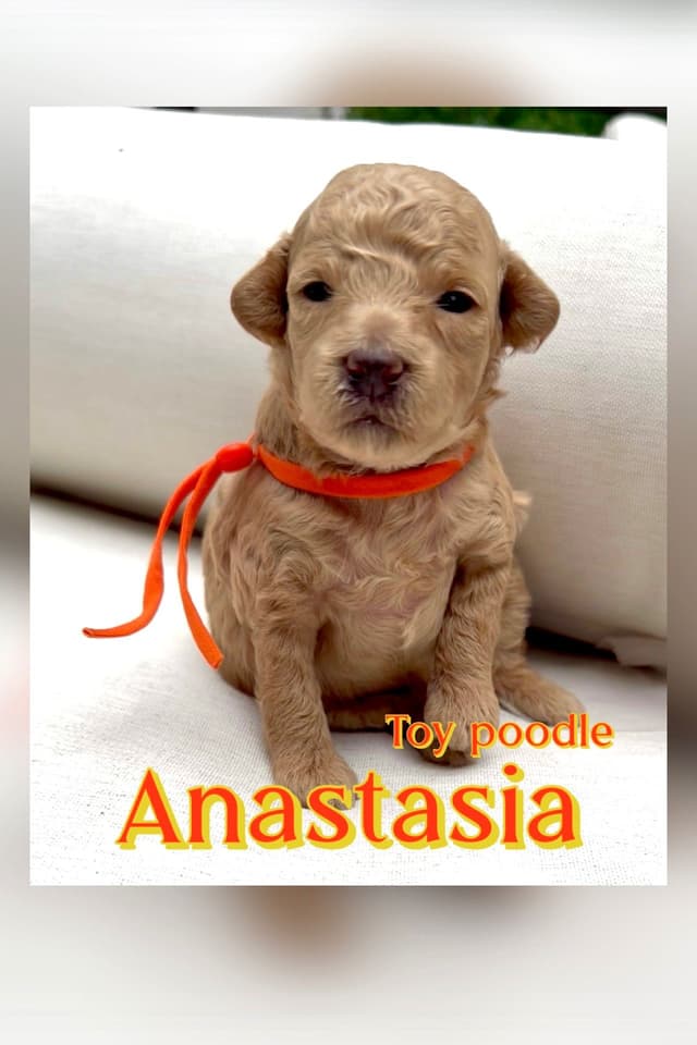 Anastasia Toy Poodles puppies 347-754-2345 media 3