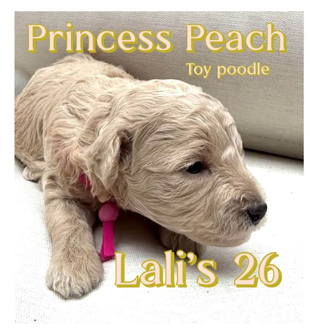 Anastasia Toy Poodles puppies 347-754-2345 media 5