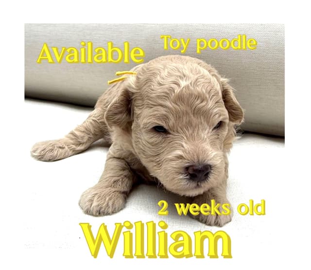 Anastasia Toy Poodles puppies 347-754-2345 media 4