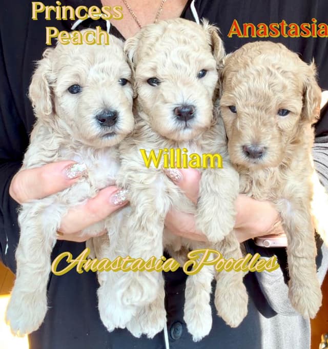Anastasia Toy Poodles puppies 347-754-2345 media 2