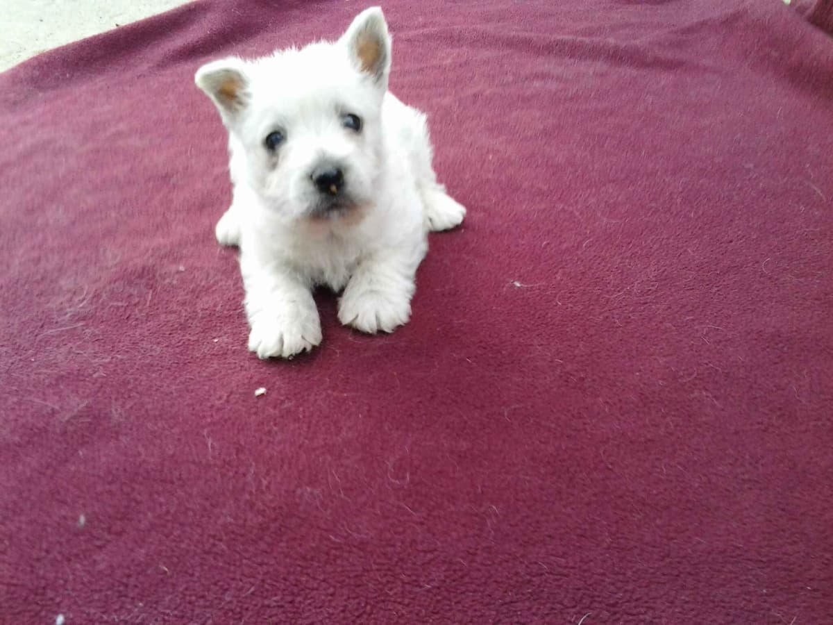 West Highland White Terrier Puppies breeder image 1