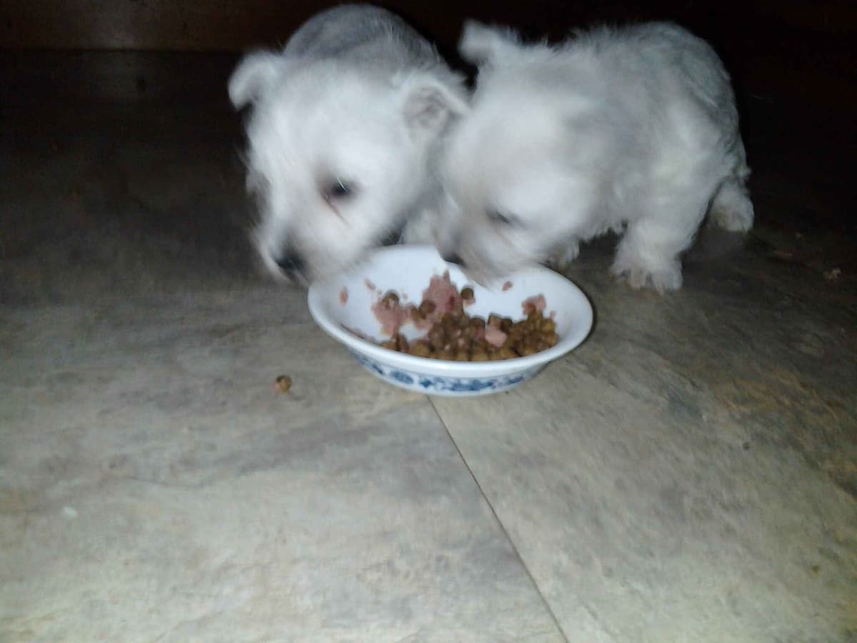West Highland White Terrier Puppies breeder image 2