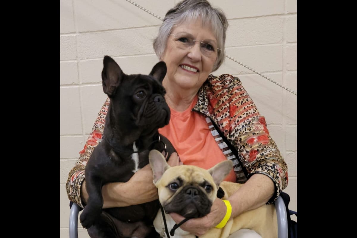 French Bulldog Puppies -Champion Sire breeder image 1