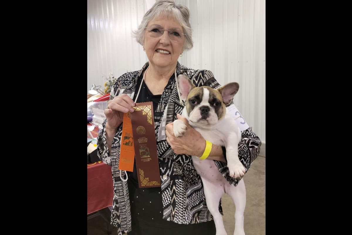 French Bulldog Puppies -Champion Sire breeder image 2