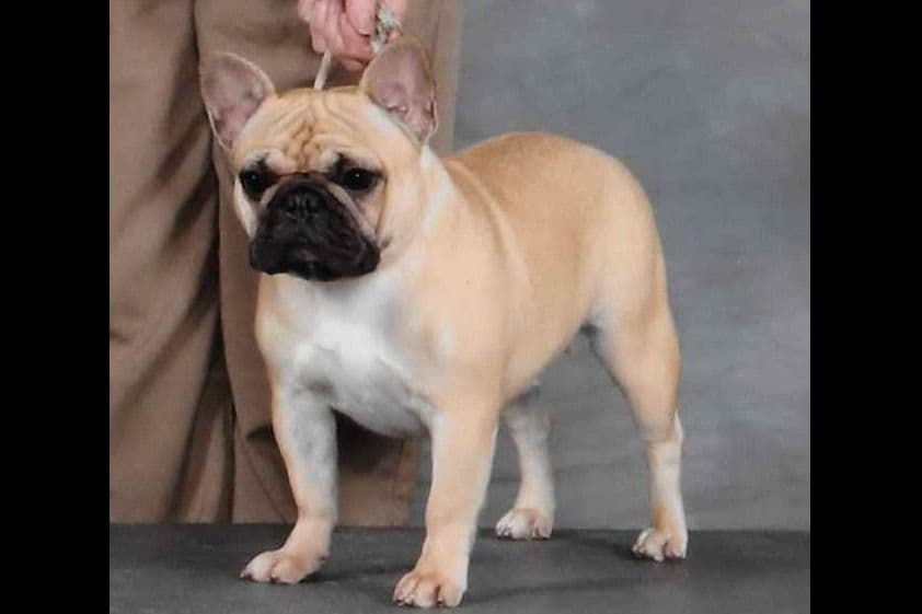 French Bulldog Puppies -Champion Sire breeder image 3