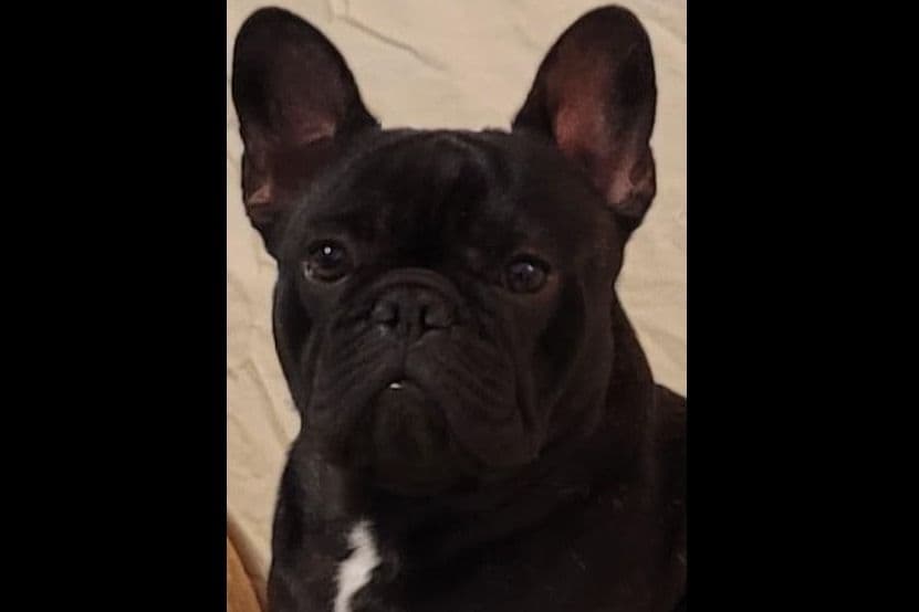 French Bulldog Puppies -Champion Sire breeder image 5