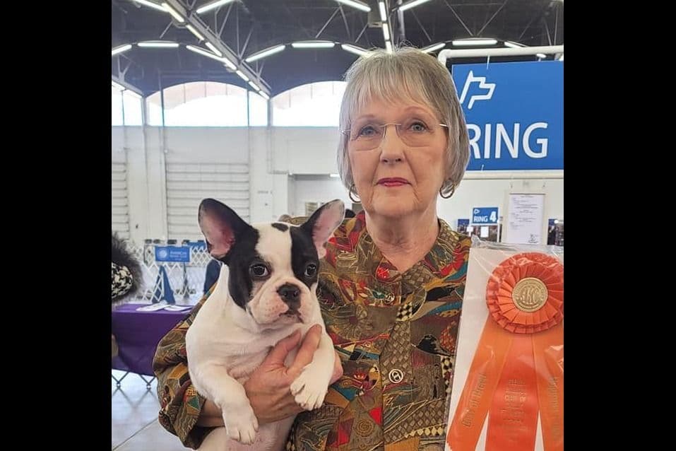 French Bulldog Puppies -Champion Sire breeder image 6