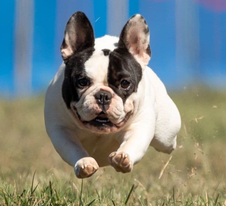 French Bulldog Puppies -Champion Sire breeder image 7