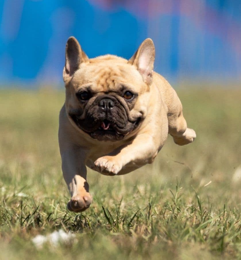 French Bulldog Puppies -Champion Sire breeder image 4