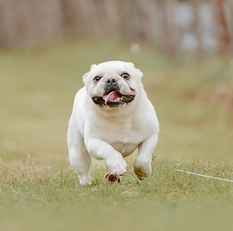 French Bulldog Puppies -Champion Sire breeder image 9