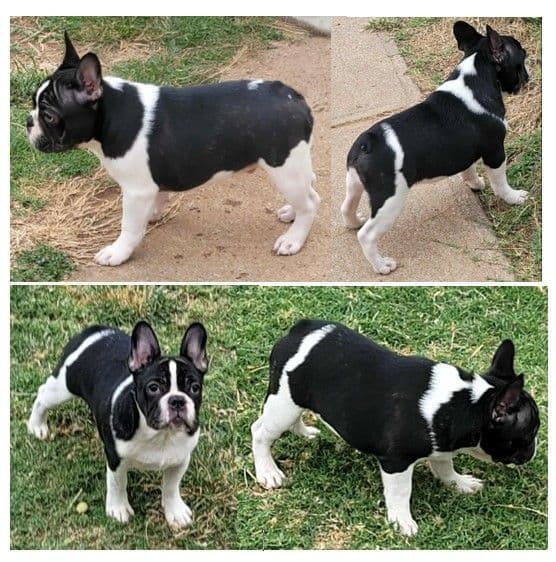 Older French Bulldog Puppy media 2