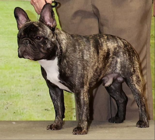 Older French Bulldog Puppy media 3