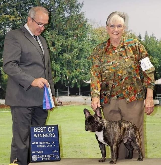 French Bulldog Puppies -Champion Sire media 3