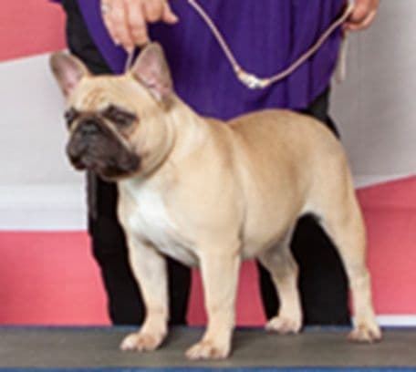 French Bulldog Puppies - Champion Parents media 2