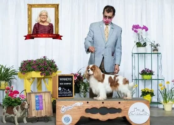 CHAMPION SIRED Cavalier King Charles Spaniel One year old males media 2