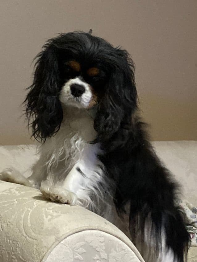 CHAMPION SIRED Cavalier King Charles Spaniel One year old males media 3