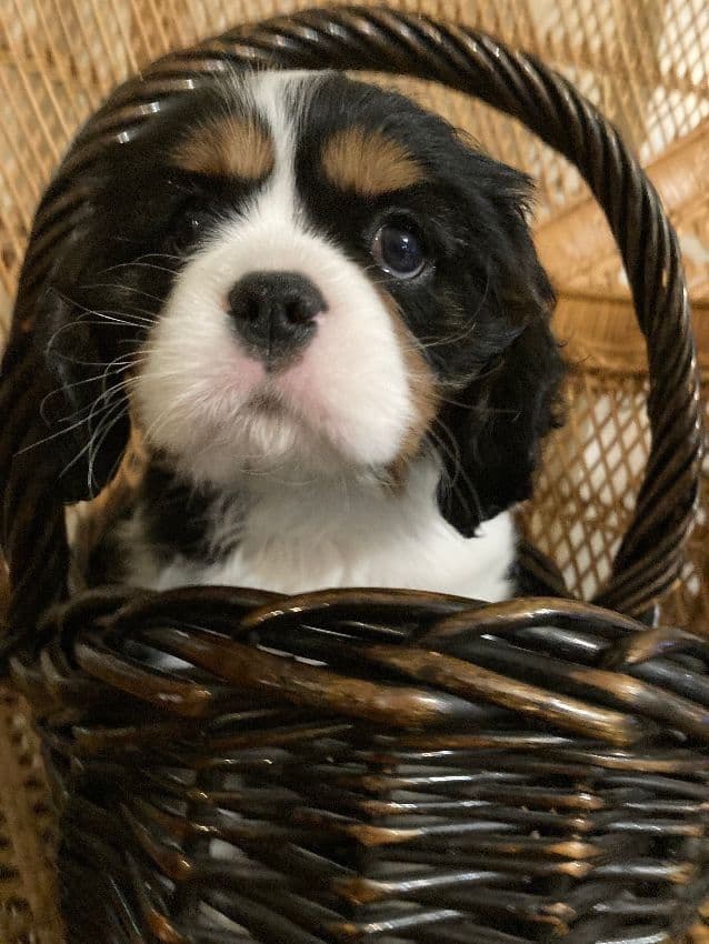 CHAMPION SIRED Cavalier King Charles Spaniel One year old males media 4