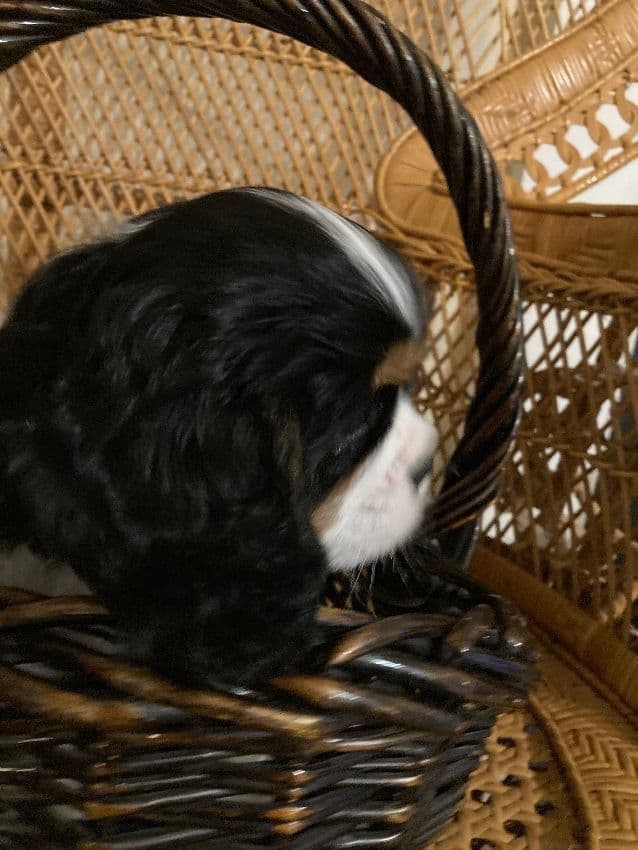 CHAMPION SIRED Cavalier King Charles Spaniel One year old males media 5