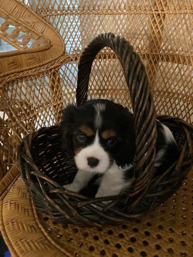 CHAMPION SIRED Cavalier King Charles Spaniel One year old males media 6
