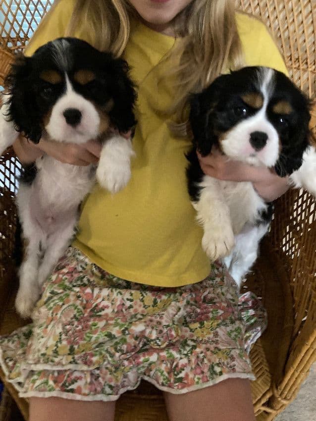 CHAMPION SIRED Cavalier King Charles Spaniel One year old males media 7