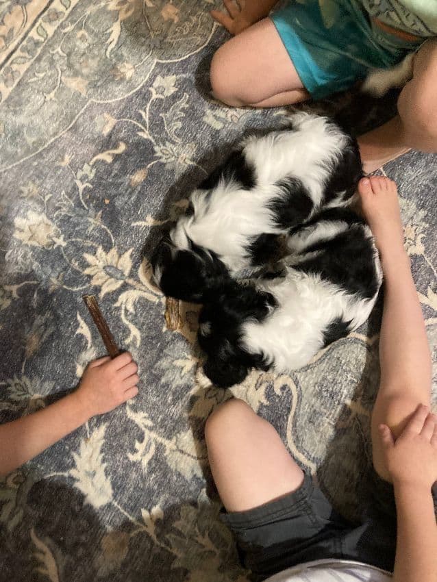CHAMPION SIRED Cavalier King Charles Spaniel One year old males media 8