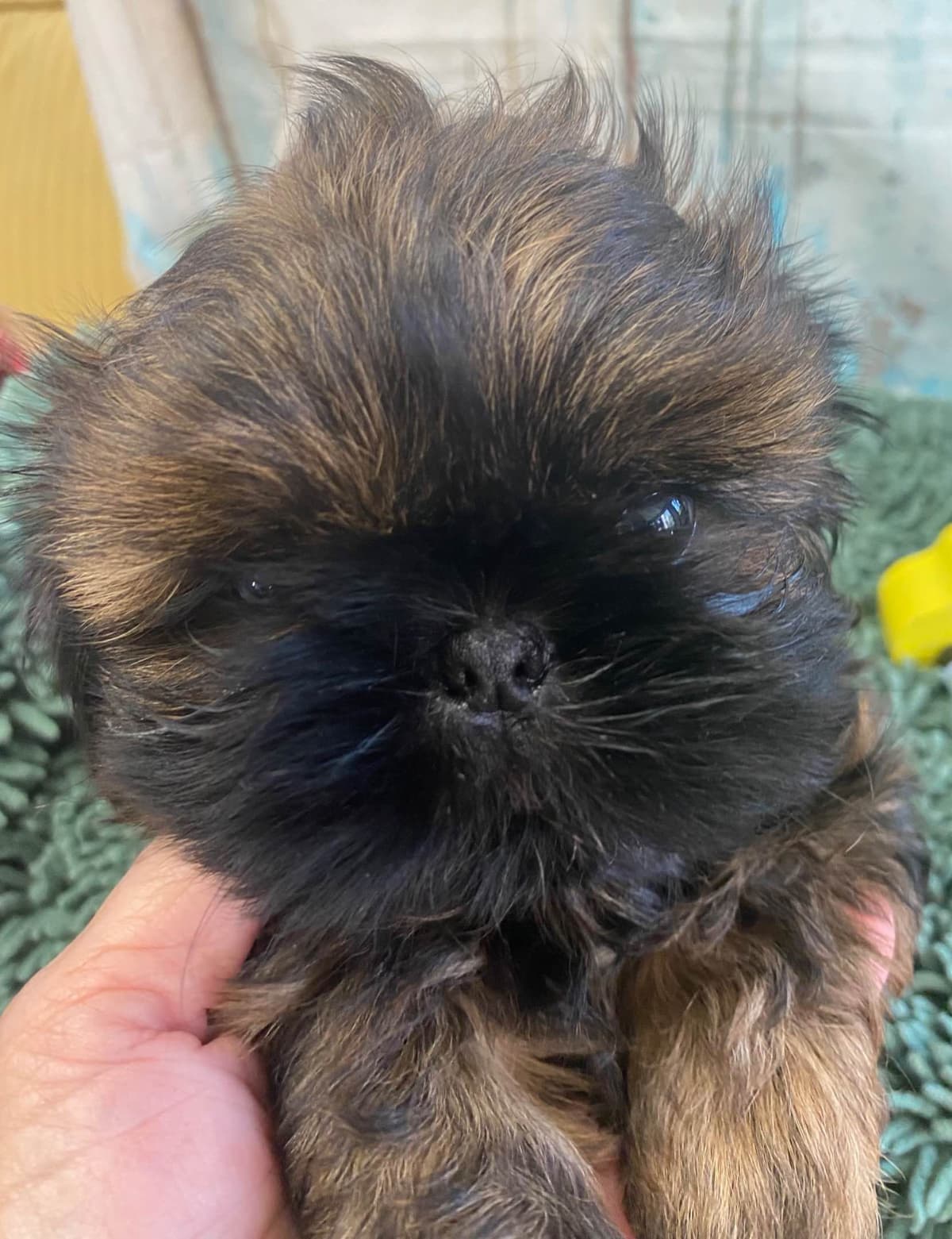 Shih Tzu Puppies breeder image 1