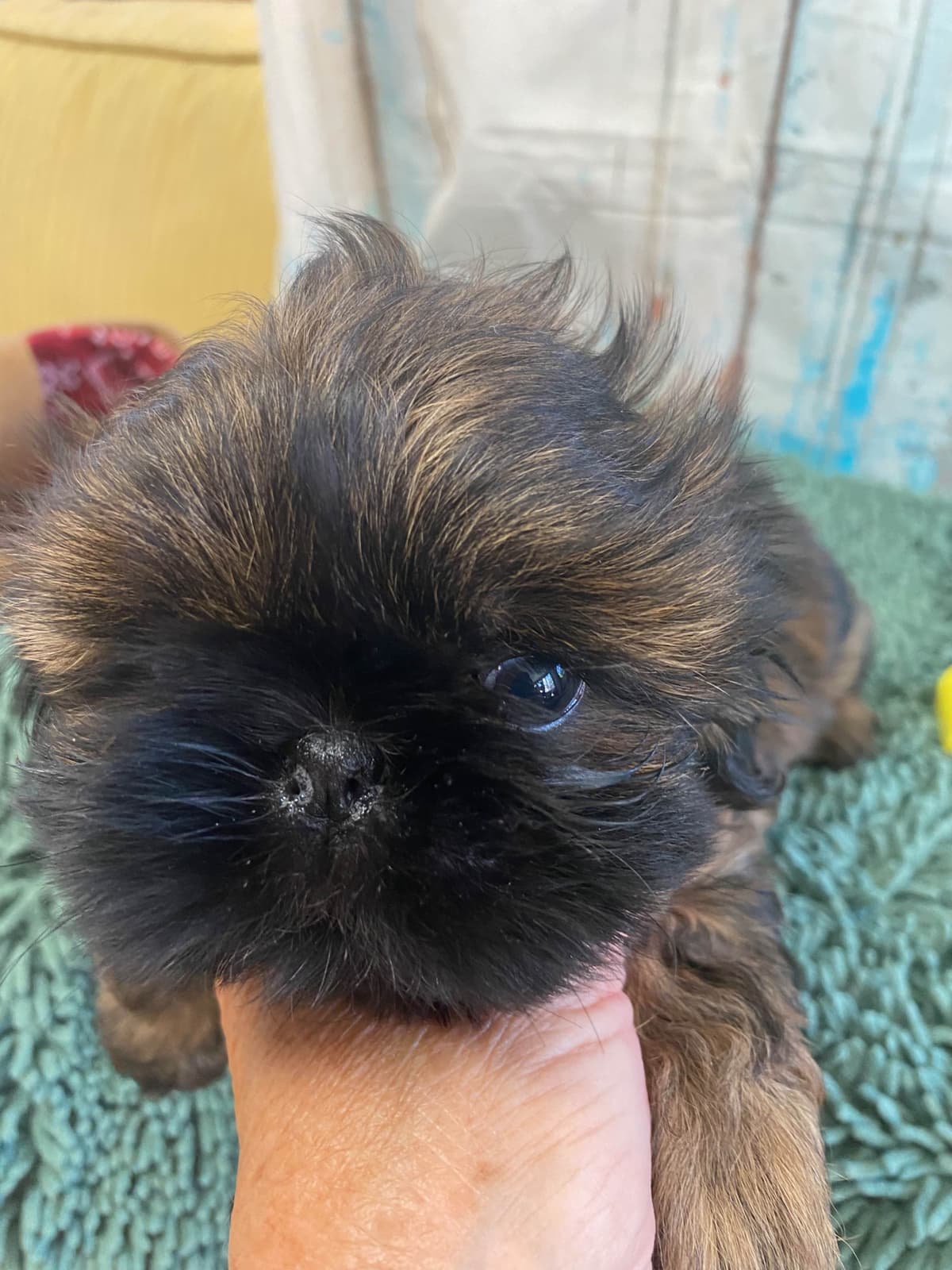 Shih Tzu Puppies breeder image 2